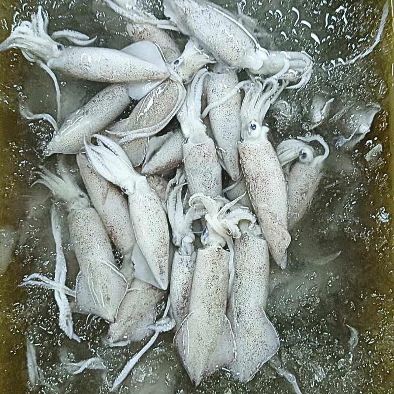 

Cumi Cendol Kasar 500 gram / Cumi Utuh / Loligo Squid / Seafood 22