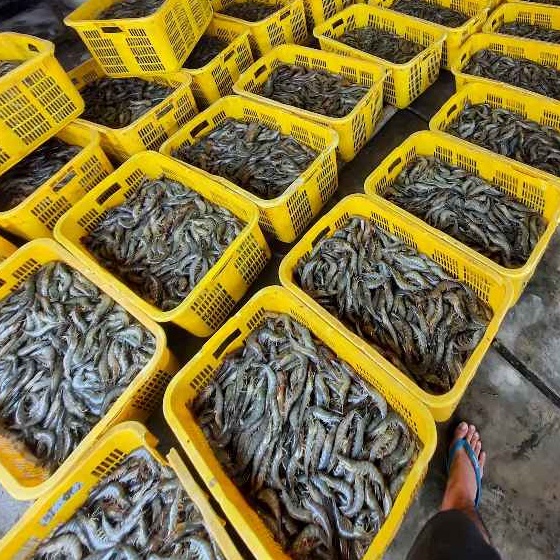 

Udang Vaname size 80 1kg Segar Fresh Frozen / Udang Vaname Beku