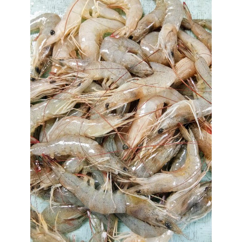 

UDANG PECI SEGAR UKURAN SEDANG 1KG