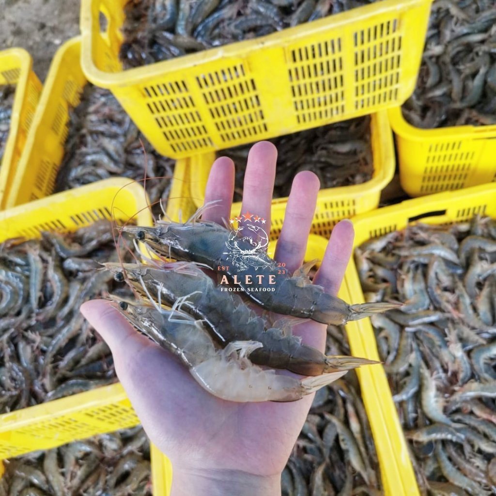 

Udang Vaname size 70 1kg Segar Fresh Frozen / Udang Vaname Beku