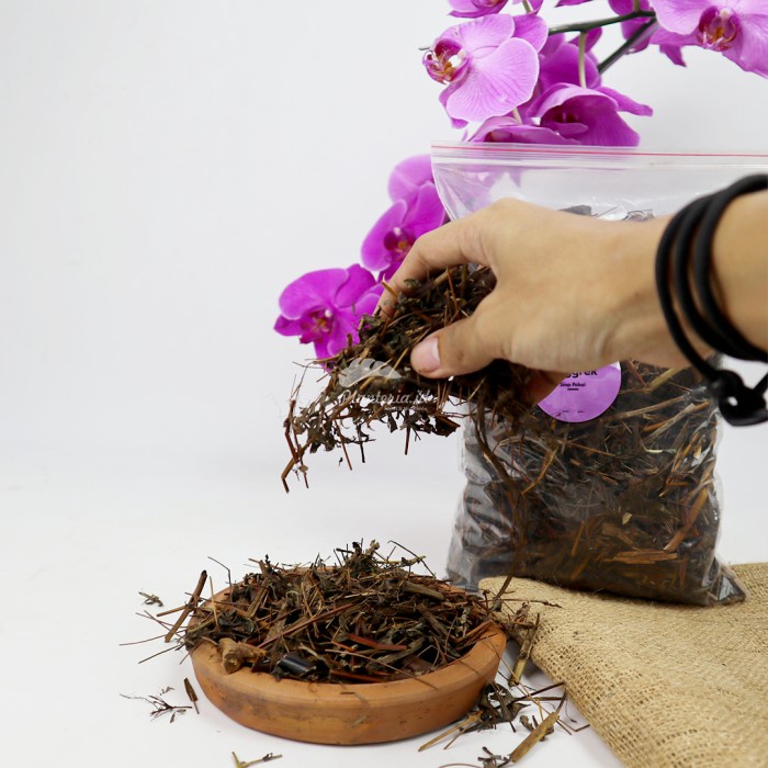JTTOP" MEDIA TANAM ANGGREK DENDROBIUM MEDIA TANAM ANGGREK ORGANIK SIAP PAKAI