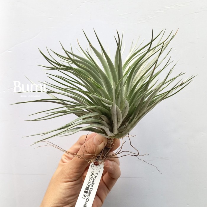 JTTOP" TILLANDSIA HOUSTON 'COTTON CANDY IMPORT BUMI AIR PLANT TANAMAN UDARA