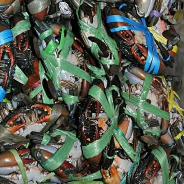 

(Good) kepiting bakau hidup 1 kg isi 3 4