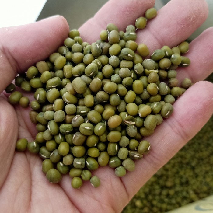 

Kacang hijau MungBeans Australia 1KG Kilogram Fresh The Best Quality