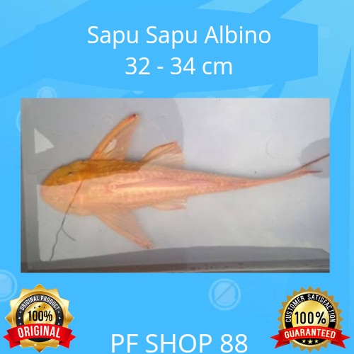 *Ready* Ikan Hias Sapu Sapu Albino Jumbo 32 - 34 Cm