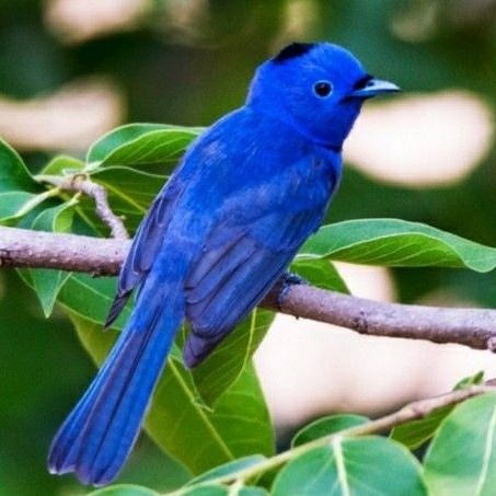 Promo Burung Selendang Biru Kahicap Pilihan Ready