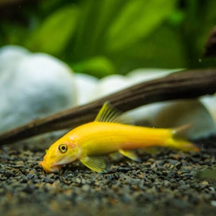 (BestSeller) ikan cae algae eater, chinese algae eater pembersih lumut Aquascape