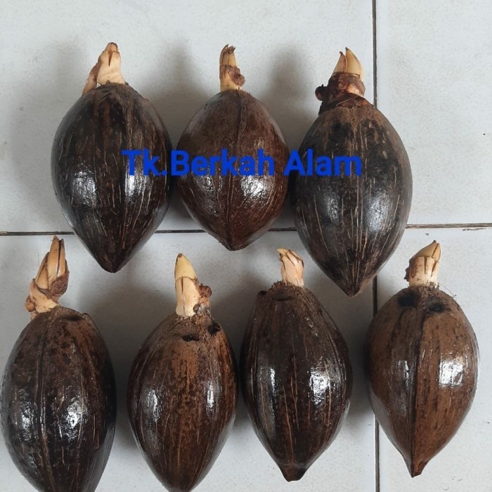 [BestSeller] bibit/bahan bonsai kelapa mini/gading