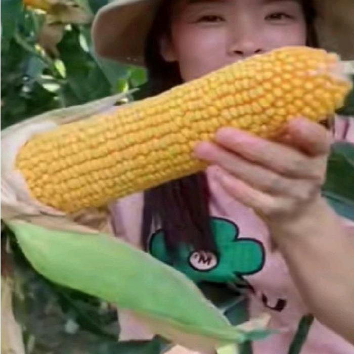 1/2 kg kemasan premium biji benih jagung jepang raksasa hibrida impor