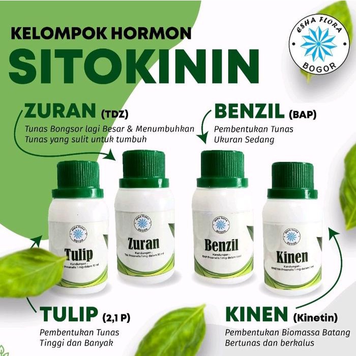 Hormon Zuran TDZ Sitokinin Konsentrat Kultur Jaringan Thidiazuron untuk Pertumbuhan Tunas yang Sulit