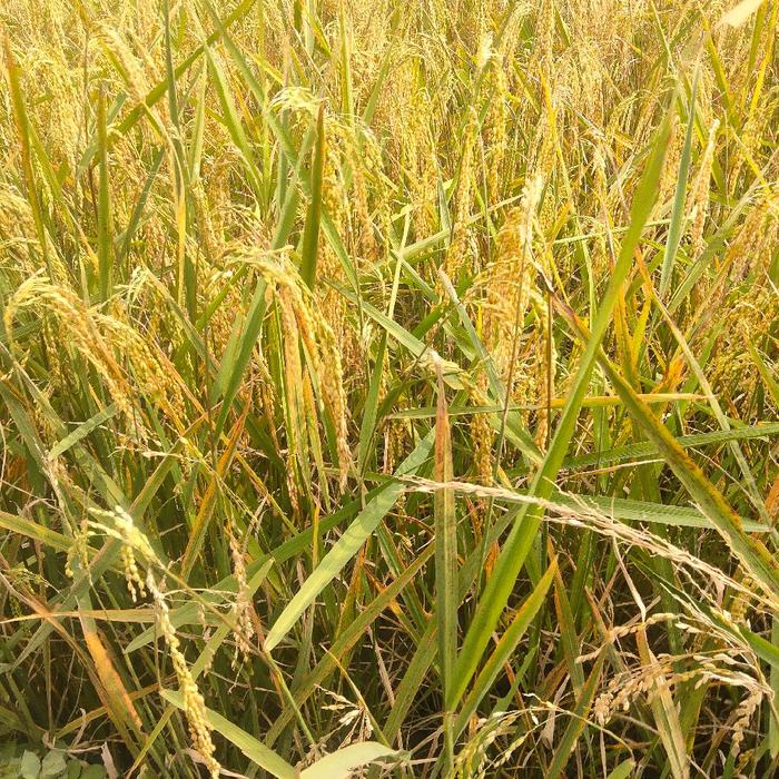 jual benih padi beras merah untuk di sawah super unggul panen cepat tahan roboh