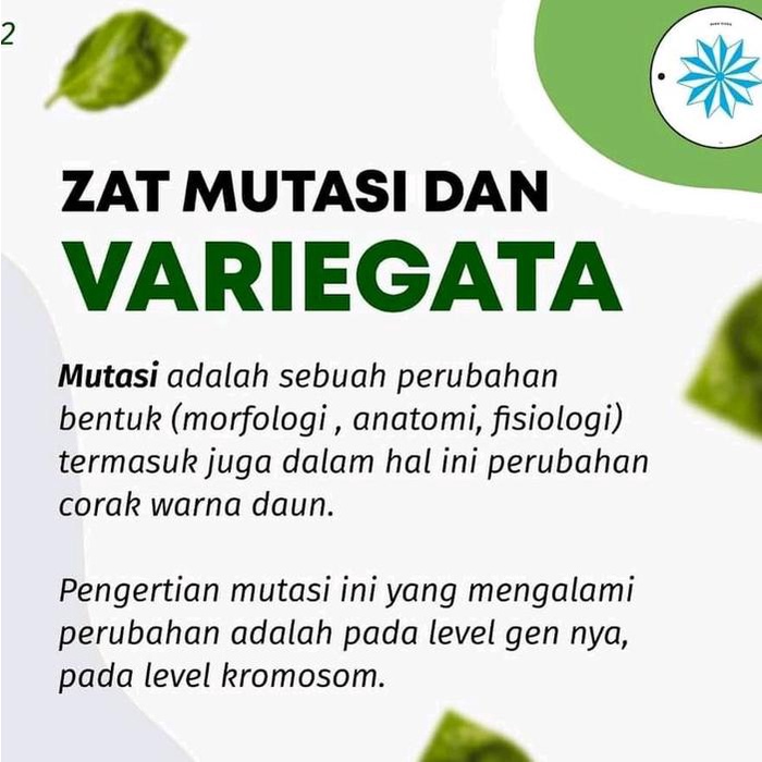Formula Gabungan Zat Mutasi dan Variegata Esha Flora