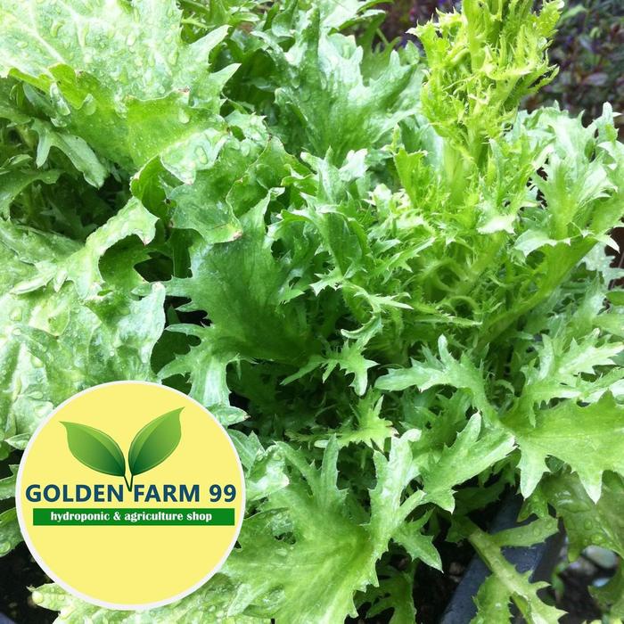 Benih Endive BENTHOS Bejo Seed Import - Tipe Endive Curly