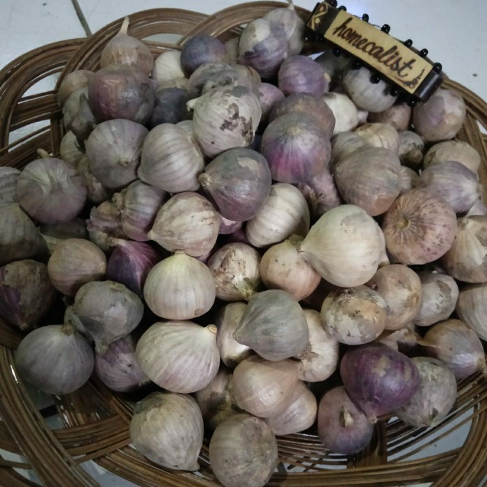

bawang putih tunggal 1 kg