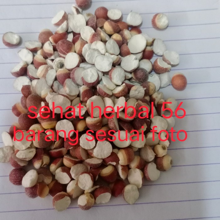

1kg Qian SHI Premium / Euryale seed / Fox Nut Seeds / Kiam sip