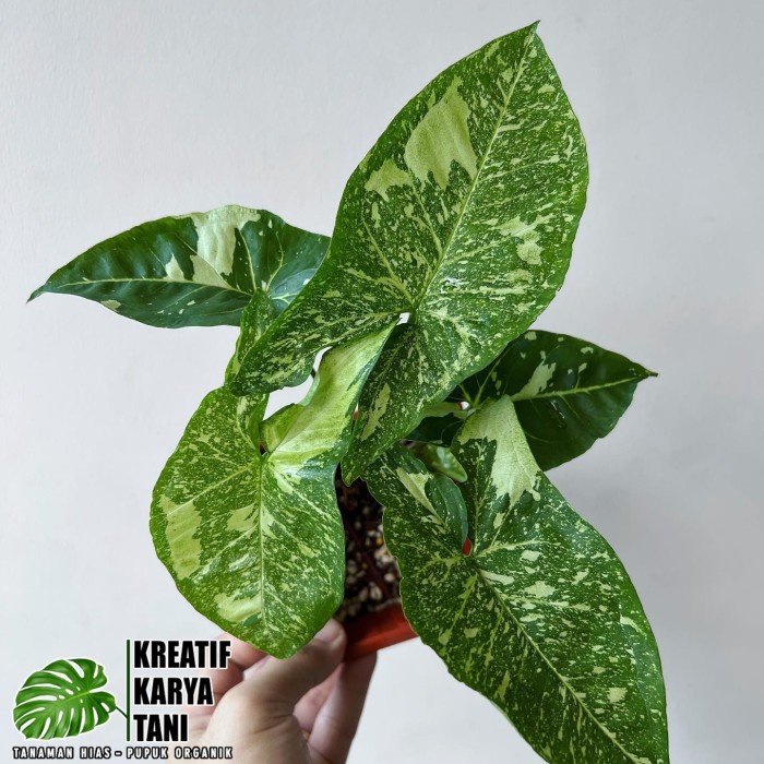 {{ Syngonium panda galaxy war - Syngonium panda galaxy import Ready}}