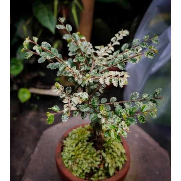 {{ Bahan bonsai ulmus varigata Ready}}