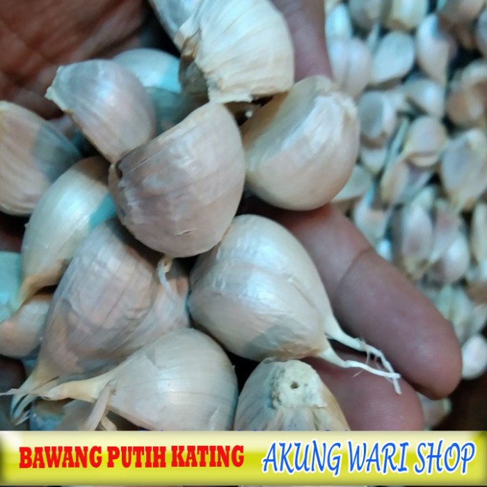 

Bawang Putih Kating