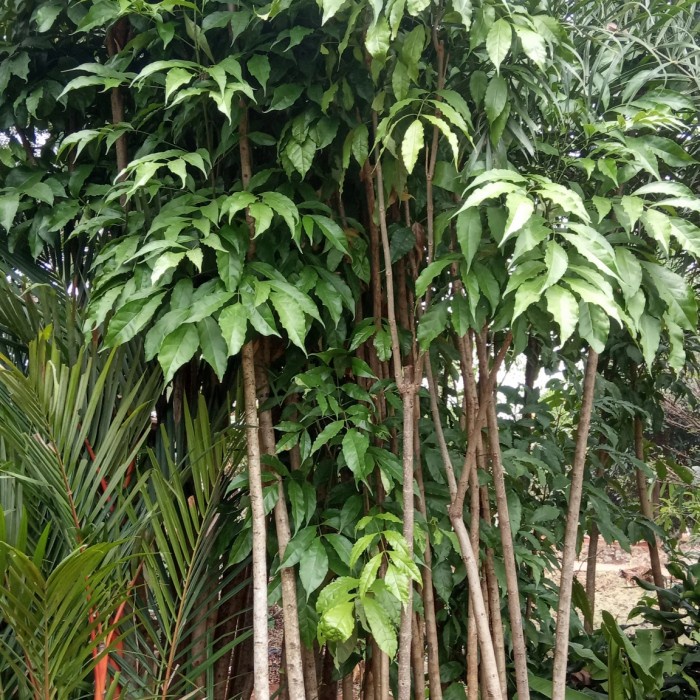 Pohon Tabebuya Warna Kuning ungu dan pink 1meter
