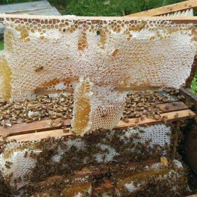 

Sale Terbatas Madu Khafi/Khazanah Sonokeling Netto 5Kg Aman