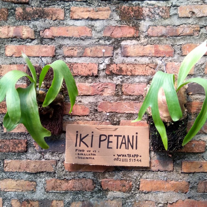 tanamanhias - platycerium andinum