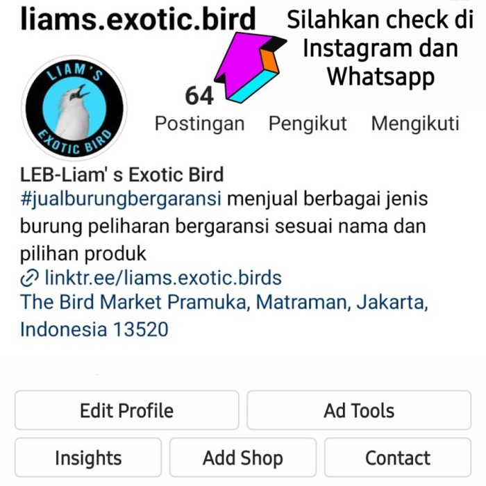 Burung Jagal Papua Hitam Putih