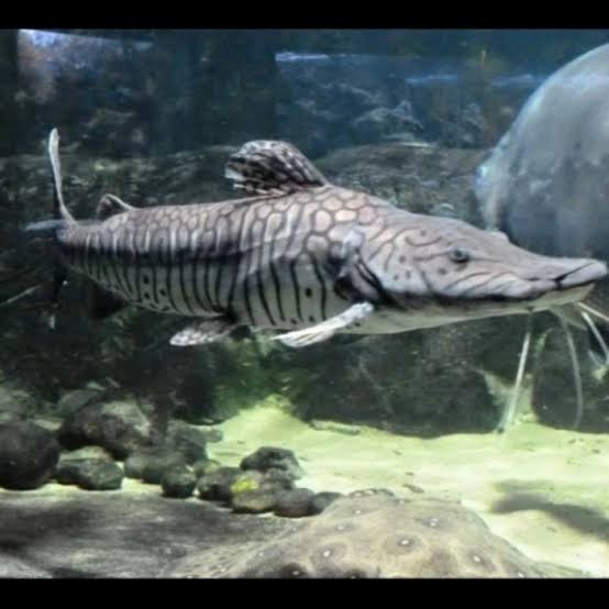 ikan TSN predator /ikan hias predator/predator air tawar/ikan tank mate