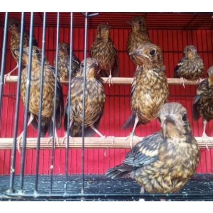 Burung Anis Merah Trotol Jantan Jaminan Jantan Bergaransi