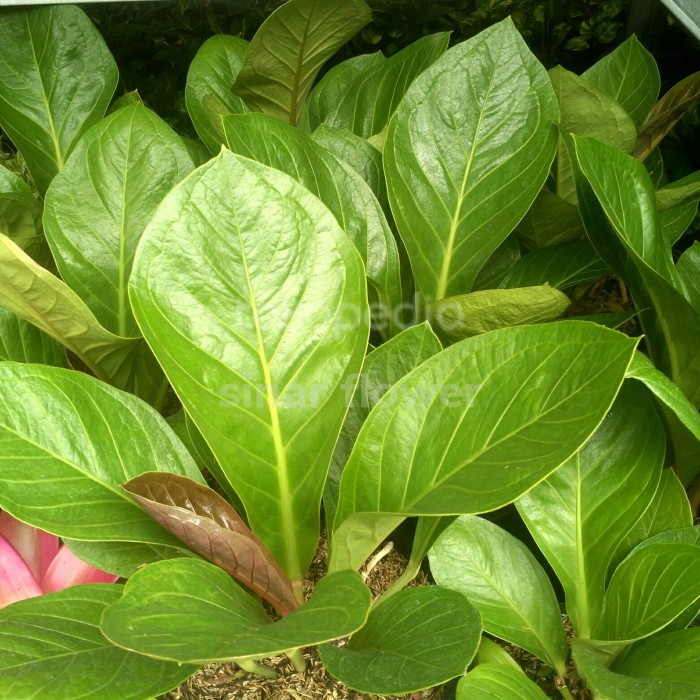 PROMO TANAMAN ANTHURIUM JEMANI KOL DEWASA/TANAMAN HIAS/ANTURIUM JEMANI KOL COD