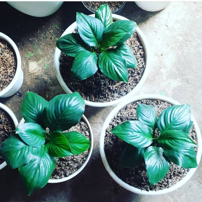 TERBARU TANAMAN HIAS MANALOA KING WOOD / SEPATU FILM BANGKOK / INC POT TAWON PACKING AMAN