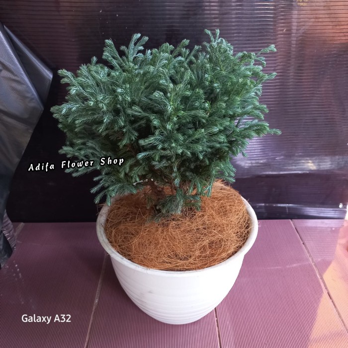 READY TANAMAN HIAS CEMARA PERAK UKURAN BESAR / CEMARA EMBUN INC POT PUTIH COD