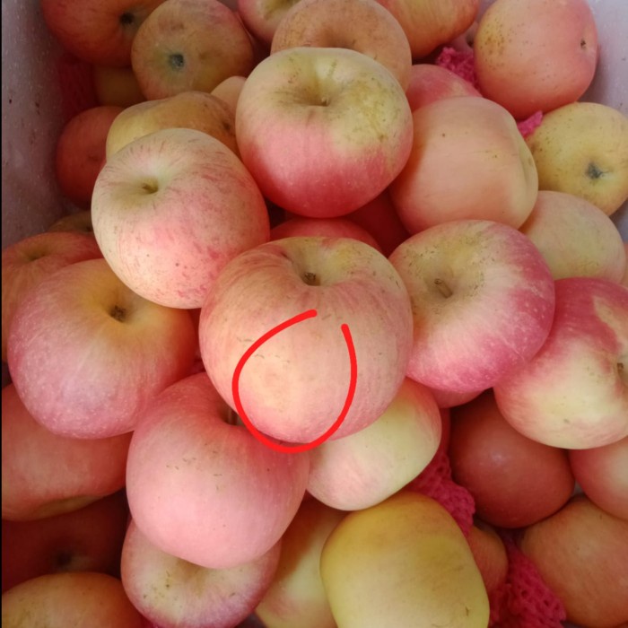 

Lezat- APEL FUJI 2ND GRADE (pack 1 kg)