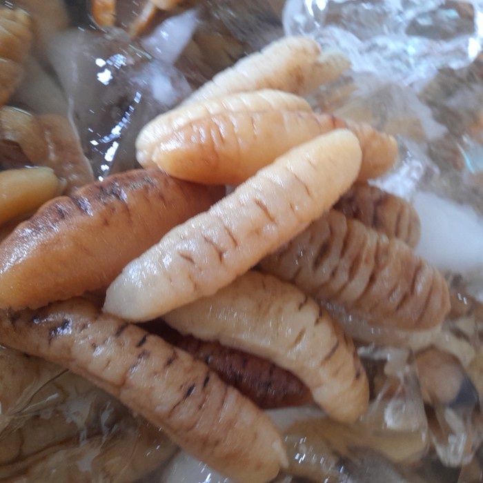 

haisom/teripang laut 1kg