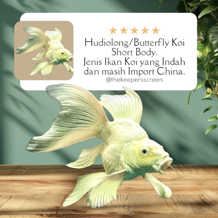 Hudiolong/Koi Butterfly Shortbody Import