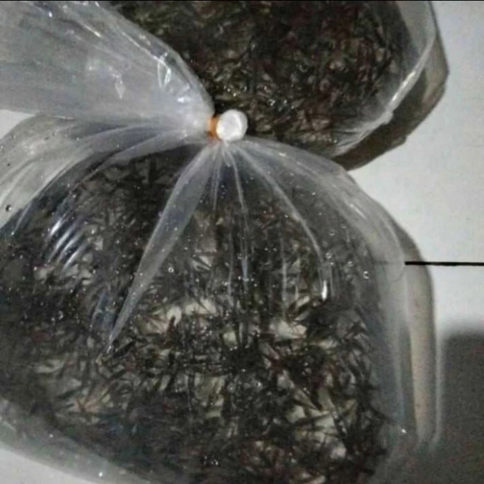 IKAN CERE HIDUP PAKAN PREDATOR PERKANTONG