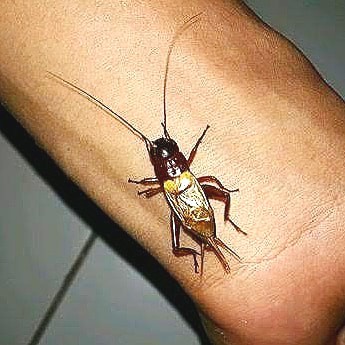 Jangkrik Bunyi Pengusir Tikus Suara Nyaring Jernih dan Keras