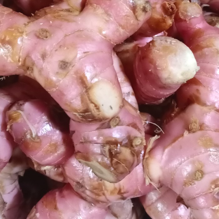 

Lengkuas Merah / Laos Merah / Laja Merah