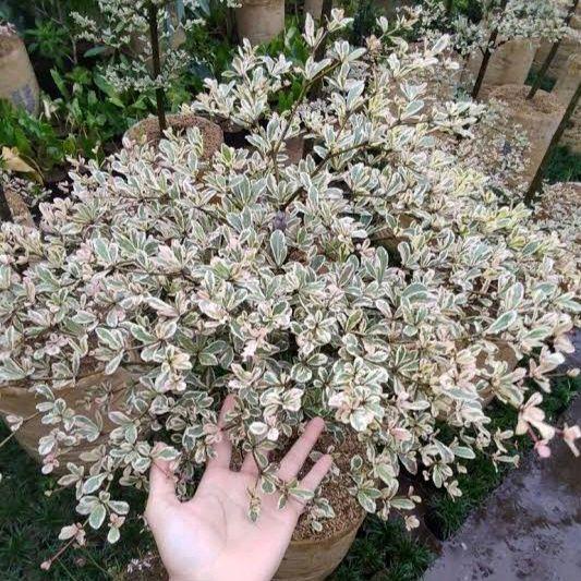 BEST POHON KETAPANG KENCANA VARIGATA 1 METER - TANANAMAN KETAPANG KENCANA