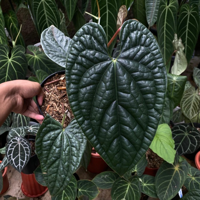 BEST ANTHURIUM LUXURIANS