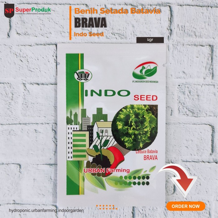 murah- Benih Selada Batavia Brava indoseed 1gr