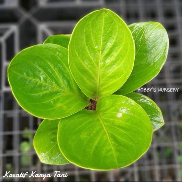 murah- Tanaman hias anthurium jemani mangkok lady gaga - Jemani mangkok lady
