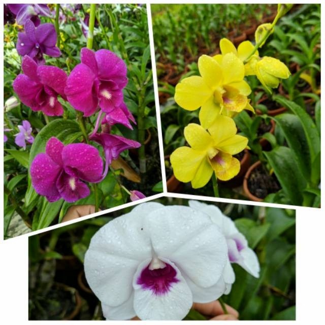 murah- Promo Murah Paket 3 anggrek dendrobium dewasa / anggrek dendrobium