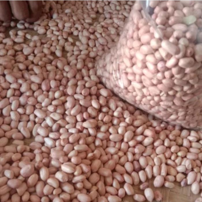 

Kacang Tanah Mentah Kualitas Bagus 1 Kg