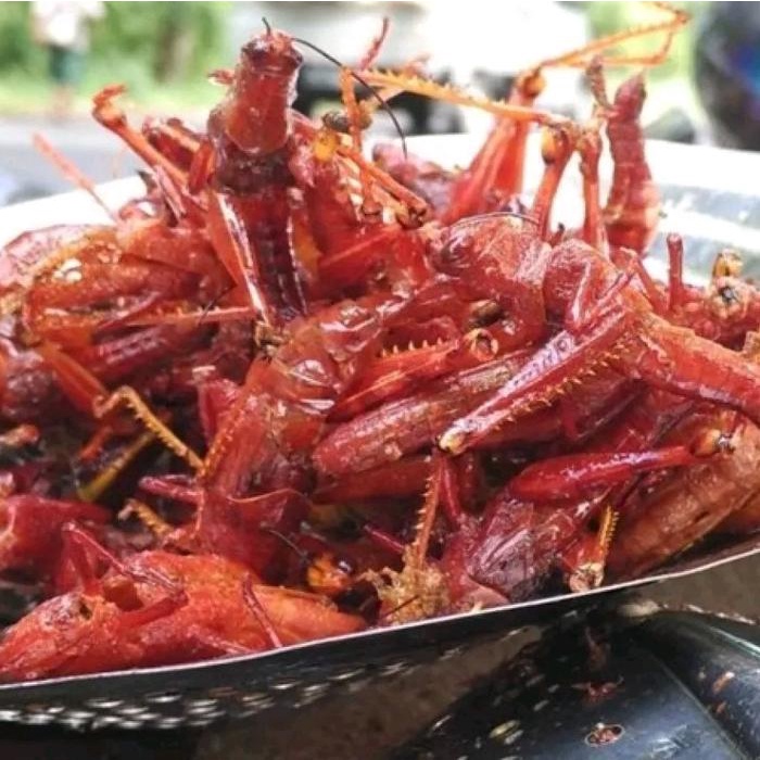 

BELALANG GORENG, WALANG KAYU GORENG KEMASAN TOPLES SOSIS JUMBO Rendah lemak Pedas