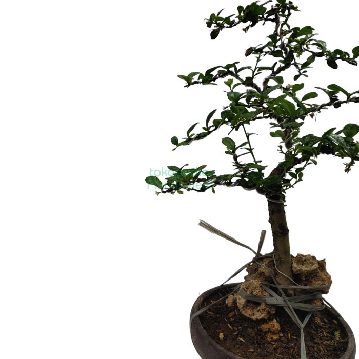 Promo Terbatas Bonsai Hokiantea Carmona Retusa Aman