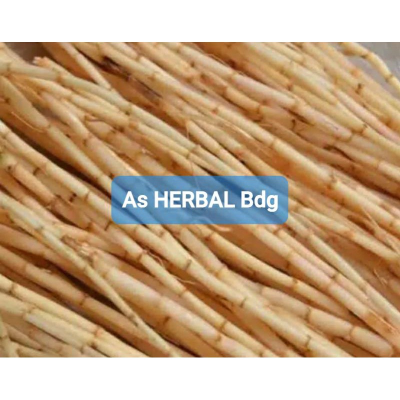 

FRESH Paket hemat akar alang alang atau ilalang segar 250 gram stok ready