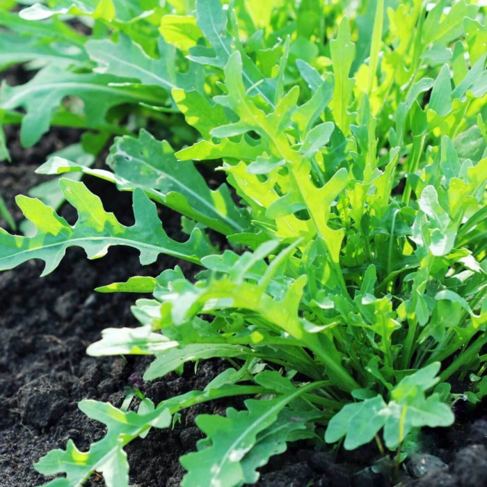 Fresh Flower Benih Arugula Known You Seed Orginal Pack