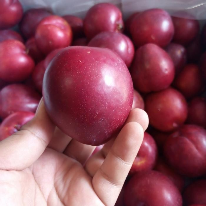 

BisaInstan- BUAH PLUM MERAH AUSTRALIA MANIS DAN GARING FRESH PER 1 KG