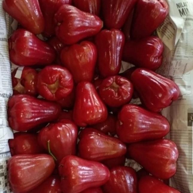 

BisaInstan- BUAH JAMU MERAH CITRA /CINGCALO FRESH MANIS PER 1 KG