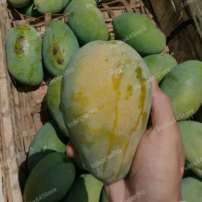 

BisaInstan- MANGGA HARUM MANIS MATANG POHON PROBOLINGGO